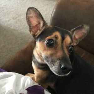 Meet your Posher, Sandy